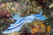 Anilao_Photo KK-011