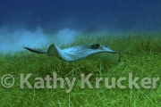 -025sting_ray