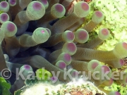-013Utila-2006057