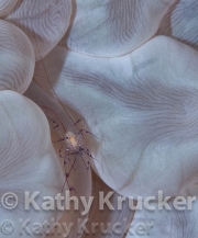 -005Wakatobi-kk-65