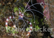 -008utila121