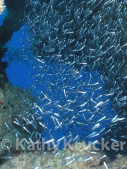 -005P1010068