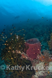 -023INDO_KEEPERS_136