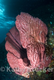 -027INDO_KEEPERS_090