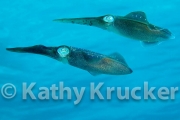 -003Honduras_squid_Eel_Garden