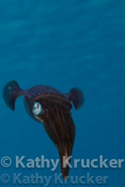 -005Bonaire-kk--011