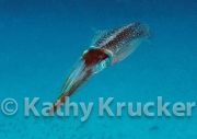 -008squid
