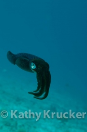 -014Bonaire_08Bonaire_08_keepers061
