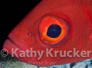 -009Wakatobi-kk-18