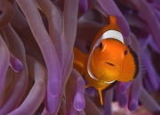 1.Mutualism.1