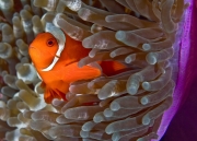 2.Mutualism.2