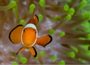 3.Mutualism.3