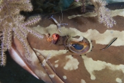 4.Mutualism.4