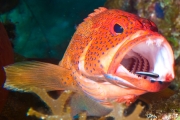 Coney (seabass)