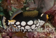 Clown triggerfish