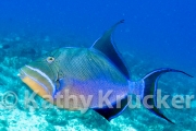 -008Cozumel_2008_KK_012