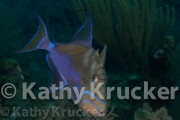 -014Caymans-kk-11