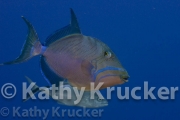 -015Caymans-kk-18