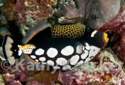 Clown triggerfish