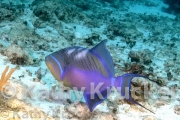 -020Cozumel-kk--012