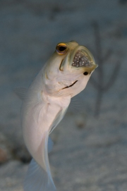 Yellowhead Jawfish with Eggs