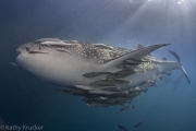 Kathy_Krucker_Damai-II-2-copy