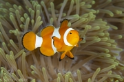 Kathy_Krucker_Damai-II-8-copy