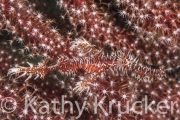 Alor-017