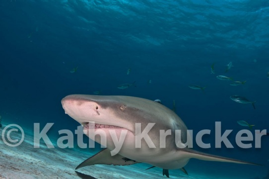 -014Bahamas_Day8-225