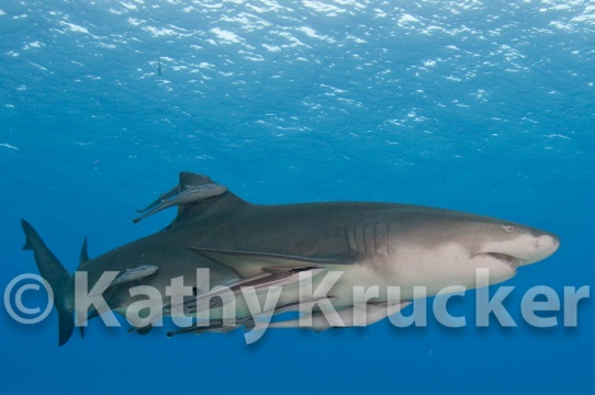 Remoras with lemmon shark