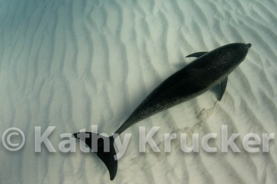 -018Bahamas_Dolphins2-62