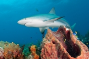 Caribbean Reef Shark