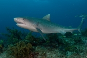 Tiger shark