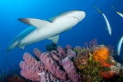 Carribean Reef Shark
