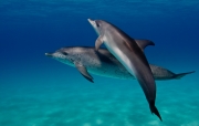 Bahamas_Kathy Krucker