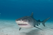 Tiger shark