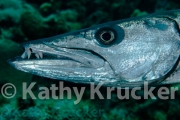 -021Caymans-kk-22