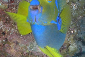 -021queen_angel_front