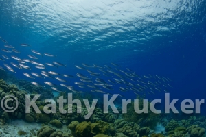 -001Bonaire_08Bonaire_08_keepers090