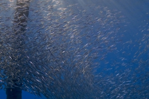-002Bonaire_08Bonaire_08_keepers095