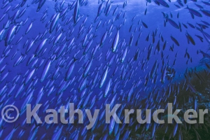 -003parrot_&_trumpet