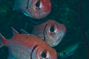 -004Bonaire_08Bonaire_08_keepers041