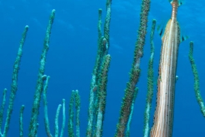 -005Bonaire_08Bonaire_08_keepers007