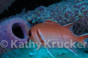 -006kathy-krucker-02