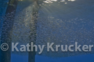 -007Bonaire_08Bonaire_08_keepers094