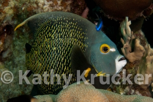 -008Bonaire_08Bonaire_08_keepers056