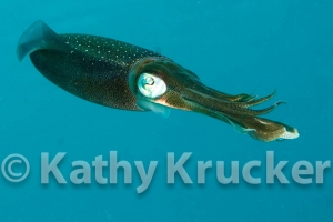 -009Bonaire_08Bonaire_08_keepers066