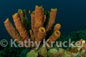 -011Bonaire_08Bonaire_08_keepers019