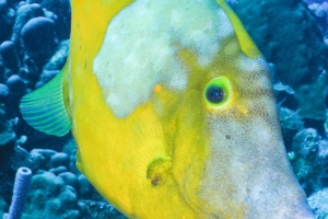 -013parrot_&_trumpet_2