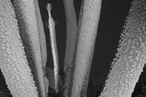 -014WT_Kathy_Krucker_3